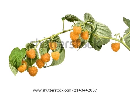 Raspberry twig with leaves isolated on white background. High resolution photo. Full depth of field.