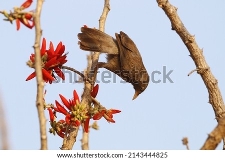 View of jungle babbler trying to drink nectar from coral tree flowers