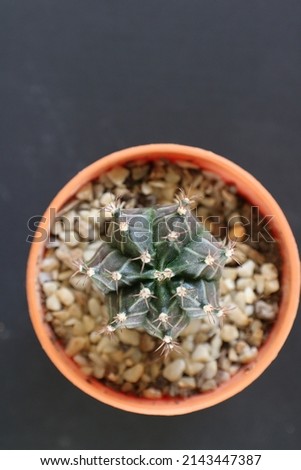 cactus black background Succulents with thorny leaves live in arid places.