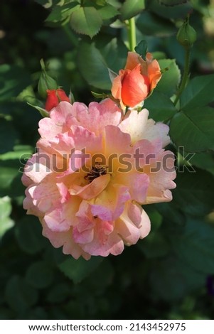 Orange, pink and apricot color Floribunda Rose Easy Does It flowers in a garden in July 2021. Idea for postcards, greetings, invitations, posters, wedding and Birthday decoration, background 