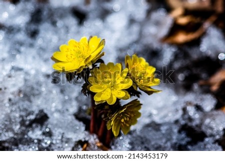 Early spring blooming ice flowers