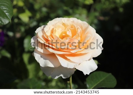 Amber, yellow and pink color Hybrid Tea Rose Sue Hipkin flowers in a garden in July 2021. Idea for postcards, greetings, invitations, posters, wedding and Birthday decoration, background 