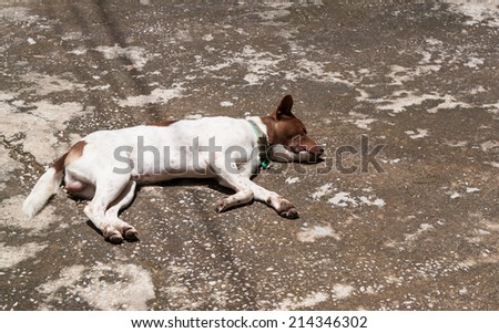 Sleeping dog under sunshine 