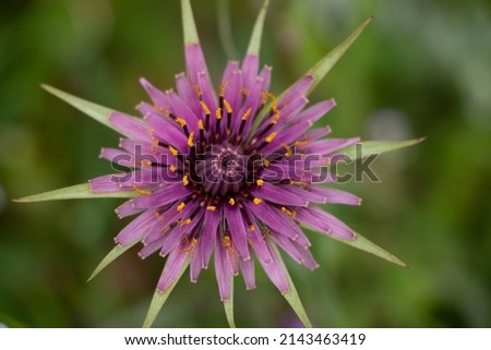  A common salsify wildflower. Tragopogon porrifolius. Royalty-Free Stock Photo #2143463419