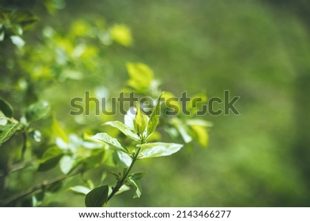 Close up of tree branch with green leaves on blurred greenery background bokeh in garden with copy space. Natural green plants landscape, ecology concept, fresh wallpaper, spring quote background