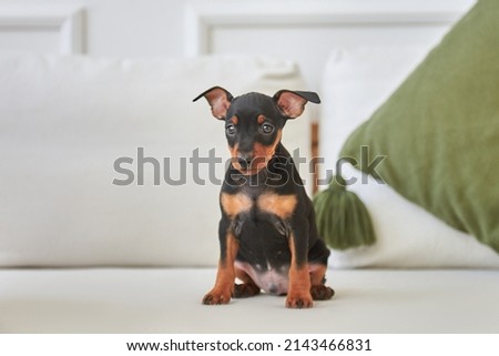 Black and tan miniature pinscher puppy sitting on the couch Royalty-Free Stock Photo #2143466831