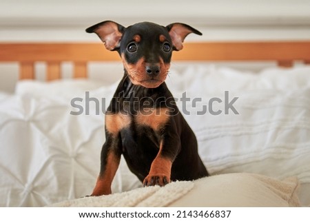 Portrait of a black and tan miniature pinscher puppy Royalty-Free Stock Photo #2143466837