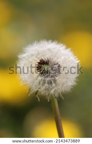 Taraxacum officinale, the dandelion or common dandelion,is a flowering herbaceous perennial plant of the dandelion genus in the family Asteraceae (syn. Compositae). 