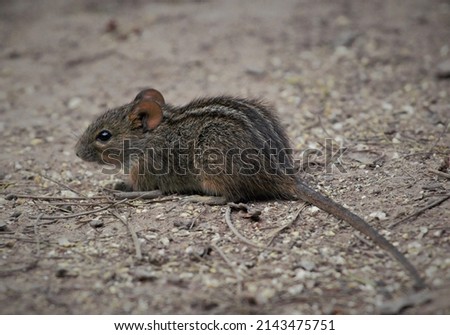 African Striped Mouse (Rhabdomys pumilo) Royalty-Free Stock Photo #2143475751