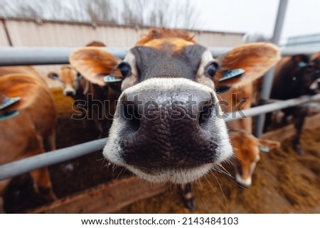 Portrait smile Jersey cow shows tongue sunset light. Modern farming dairy meat production industry