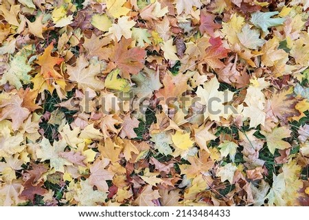 Colorful background of fallen autumn leaves Royalty-Free Stock Photo #2143484433