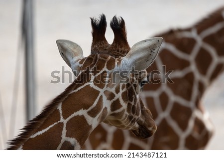 What a beautiful animal this big giraffe is. A perfect portrait of a reticulated giraffe which is mostly found in western Africa and is becoming more and more endangered.
