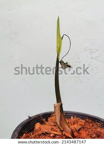 sapling colocasia pharaoh mask is aquatic plant close up,colocasia esculenta,tropical plant in rain forest.
