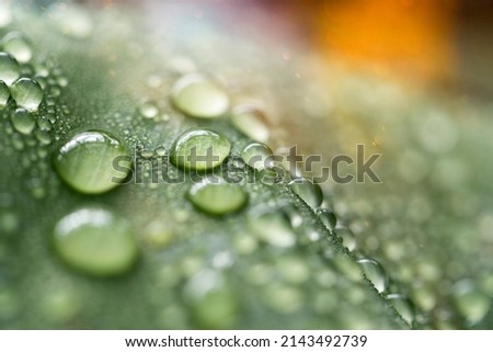 Fresh drops of morning dew on a green leaf. Raindrops on wet grass closeup. Macro nature. Earth or world environment day concept. Spring or summer time