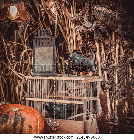 Pumpkin, pair of black crows and pumpkin, dark vintage Halloween background