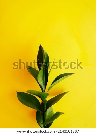 Branch with green leaves on a yellow background