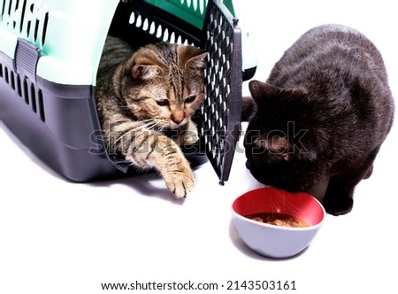 isolated image, a cat stuck its paw out of a cat carrier, another cat is eating with a bowl of food, beautiful domestic cats, cats in the house, pets, going to the vet, traveling with a cat