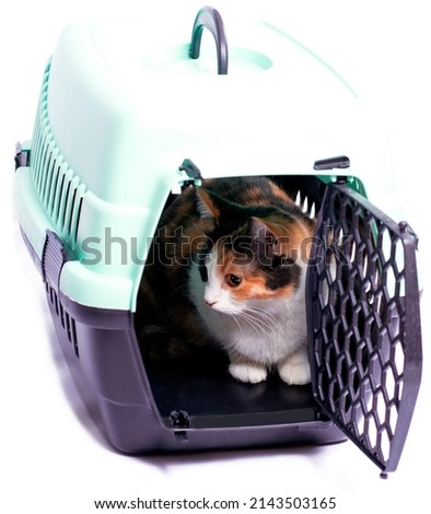 isolated image, beautiful cat in a cat carrier for transportation, beautiful domestic cats, cats in the house, pets, going to the vet, traveling with a cat