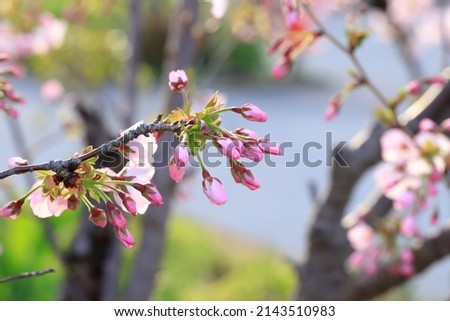 cherry blossom in JapanPrunus × yedoensis (synonym Cerasus × yedoensis) is a hybrid cherry between Prunus speciosa (Oshima zakura) as father plant and Prunus pendula f. ascendens (syn. Prunus itosakur