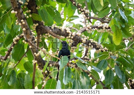 A male Asian koel is perching on a branch of a banyan tree.