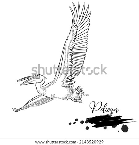 Pelican, animal realistic sketch, vector illustration