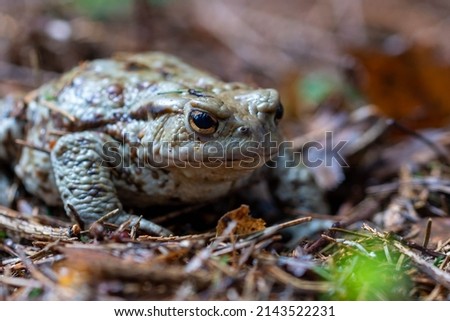 A large frog sitting on the forest litter, camouflage.