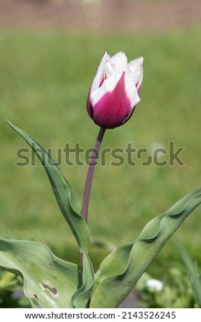 Close up of a pink and white tulip flower in bloom