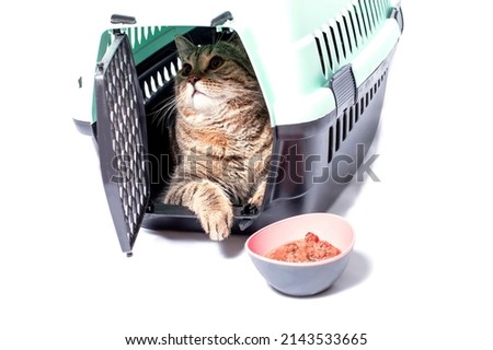 isolated image, a Scottish straight tabi cat inside a cat carrier, a bowl of food, beautiful domestic cats, cats in the house, pets, going to the vet, traveling with a cat