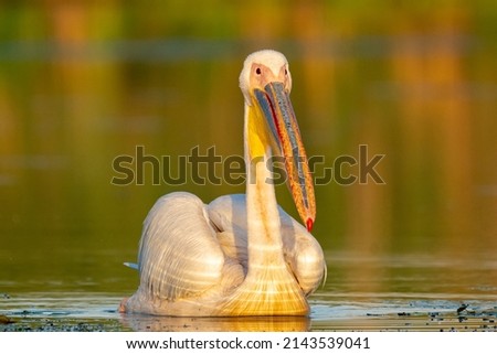 Great white pelican - Pelecanus onocrotalus - swimming in water with colorful background in morning light. Photo from Danube Delta in Romania.