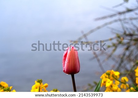 Close-up of beautiful pink tulip at border of Lake Geneva at City of Montreux on a blue cloudy spring morning. Photo taken April 4th, 2022, Montreux, Switzerland.