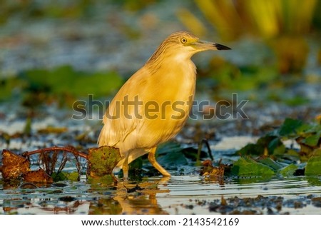 Squacco heron - Ardeola ralloides - wading in water with colorful background. Photo from Danube Delta in Romania.