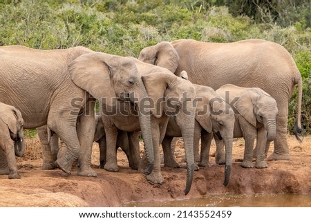 African Elephant drinking water, Addo Elephant National Park