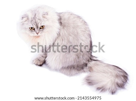 beautiful fluffy scottish fold cat light silver chinchilla sitting, isolated image, beautiful domestic cats, cats in the house, pets,