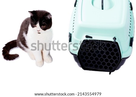 beautiful Scottish bicolor cat sitting next to a cat carrier for carrying animals, isolated image, beautiful domestic cats, cats in the house, pets, going to the vet, a trip with an animal