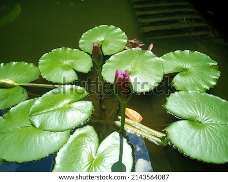 red lotus flower growing in the house pond