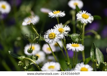 White and yellow wildflowers in front of a blurred green background on a sunny day.