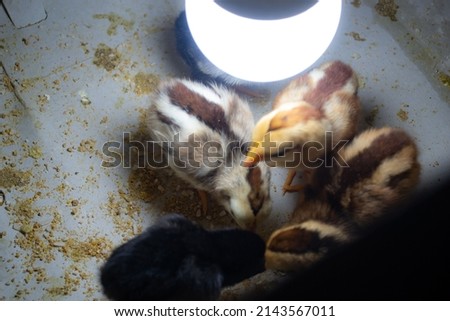 defocused image of chicks in a cage that is lit as a heater.