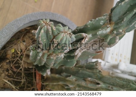 green big cactus in a pot