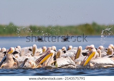Flock of white great pelicans - Pelecanus onocrotalus - hunting on the water. Photo from Danube Delta in Romania,