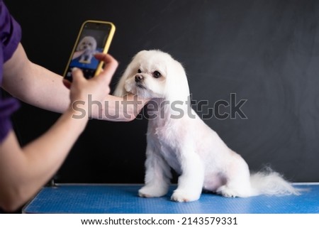 A woman takes pictures on her phone of a Maltese lapdog after a haircut according to the breed standard.