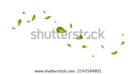 Green leaves wave. Flying foliage ornament on white banner. Leaf falling. Vegan, eco, organic design element. Cosmetic pattern border. Fresh tea background. Beauty product. Vector illustration.