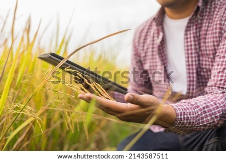 Male hand tenderly touching a young rice in the paddy field with sunset background. Smart farmer using a technology for development agriculture. The farmer checking quality of rice paddy field