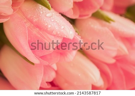 Soft tender background of pink tulips with dew close-up. Spring flowers, abstract romantic pastel floral background
