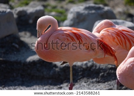 Three of the six species of flamingos are found in temperate to tropical regions of the world. The other three species thrive in surprisingly cold habitats.