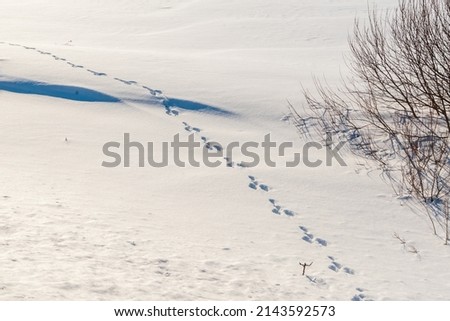 Animal tracks in the snow. Hare footprints on white snow.