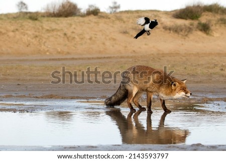 Red Fox Standing in the Water With A Magpie