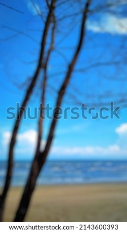 defocused abstract fir tree background on the beach with cloudy sunny weather