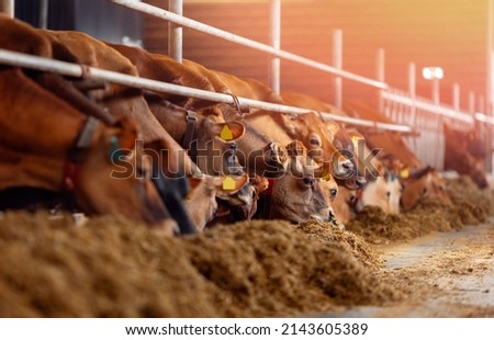 Cows jersey looks into frame with smart collar in modern farm livestock husbandry animal. Royalty-Free Stock Photo #2143605389
