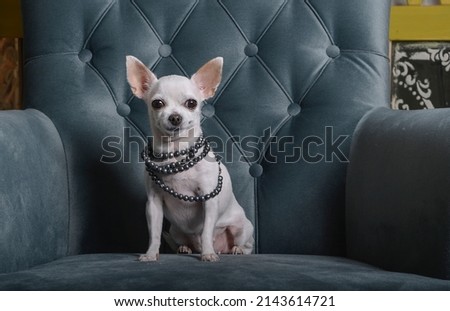 A small white chihuahua dog sits on a cozy turquoise armchair in the living room with various necklaces around his neck. Studio photography of a fashionable dog.