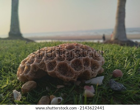 Beautiful coral stone on the grass 